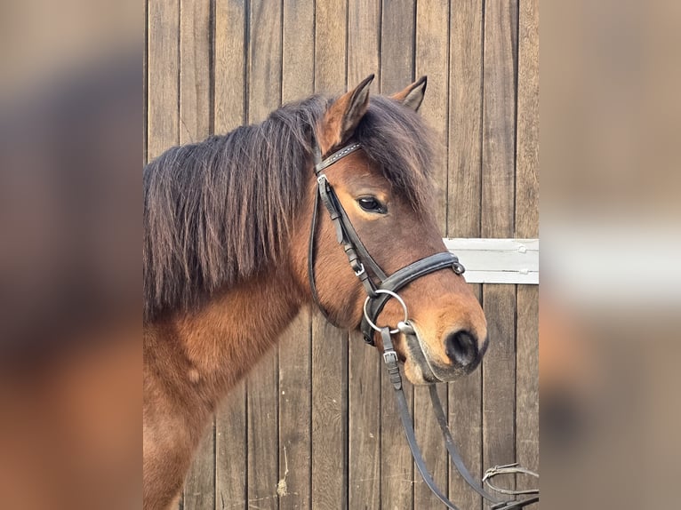 Huçul / Hucul / Huzul Giumenta 5 Anni 144 cm Baio in Mülheim an der Ruhr