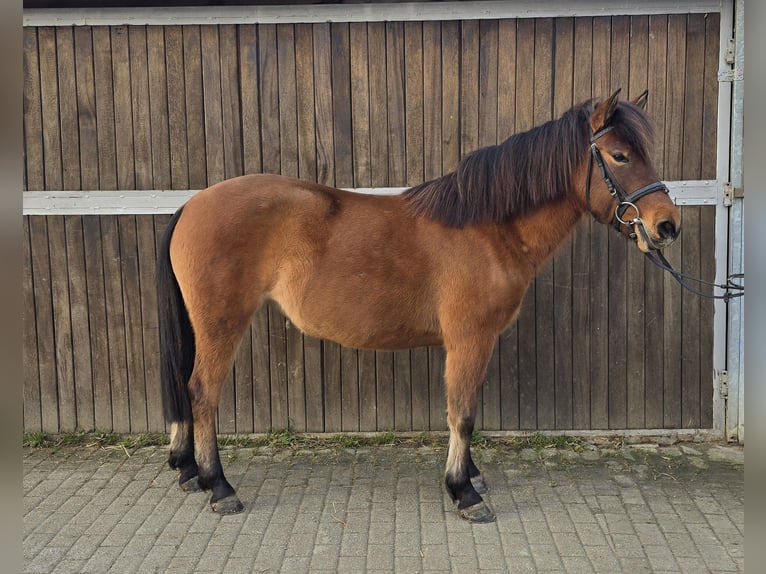 Huçul / Hucul / Huzul Giumenta 5 Anni 144 cm Baio in Mülheim an der Ruhr