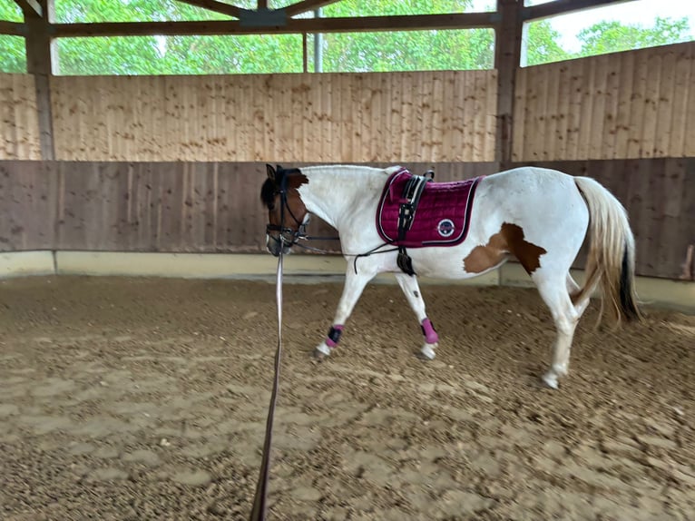 Huçul / Hucul / Huzul Giumenta 7 Anni 135 cm Pezzato in Ellingen