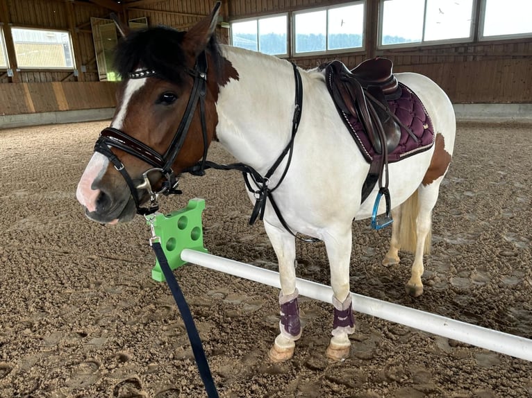 Huçul / Hucul / Huzul Giumenta 7 Anni 135 cm Pezzato in Ellingen