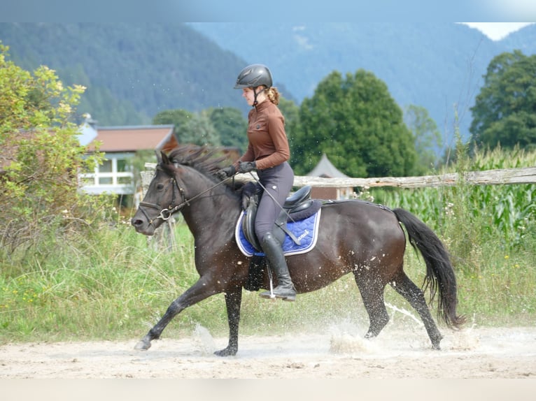 Huçul / Hucul / Huzul Giumenta 7 Anni 138 cm Morello in Ramsau