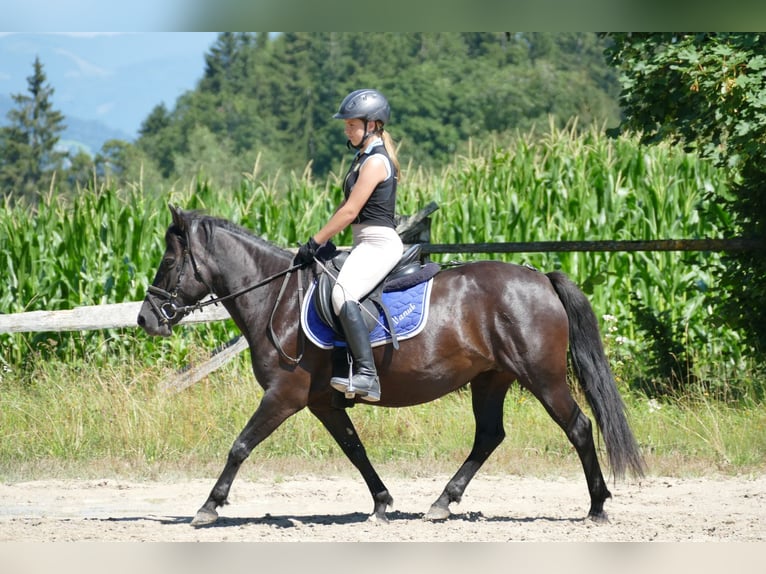 Huçul / Hucul / Huzul Giumenta 7 Anni 138 cm Morello in Ramsau