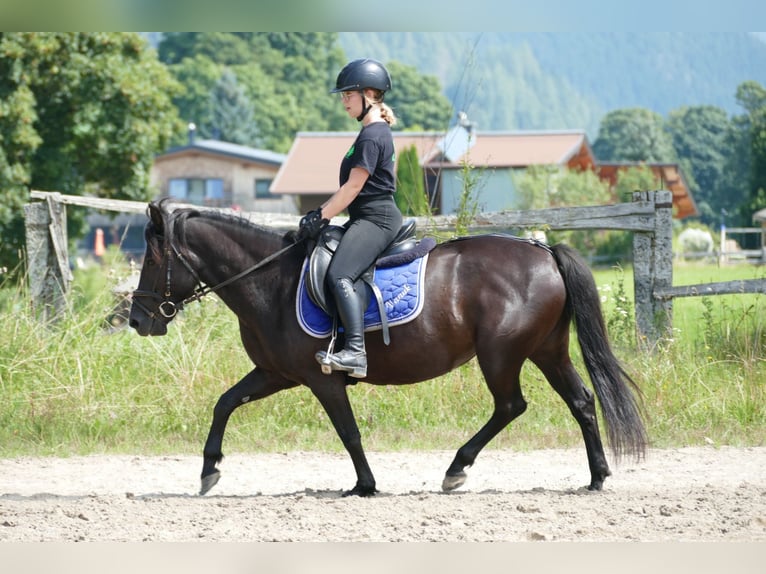 Huçul / Hucul / Huzul Giumenta 7 Anni 138 cm Morello in Ramsau