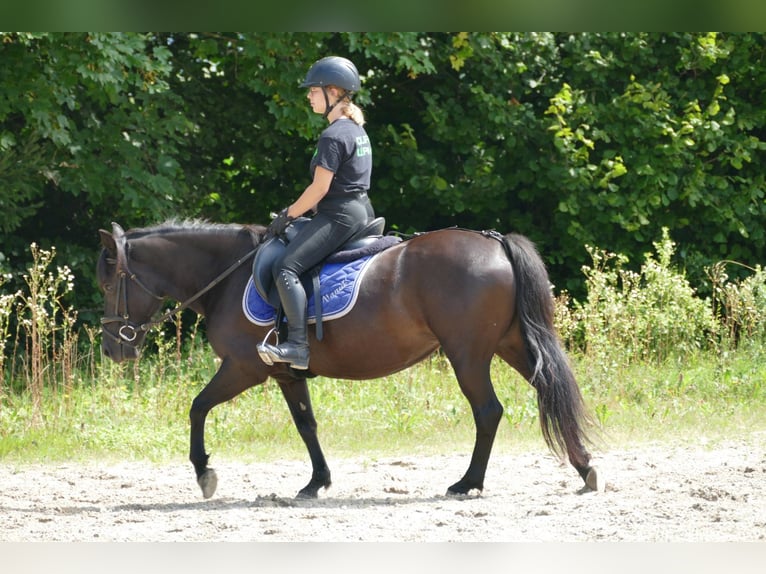 Huçul / Hucul / Huzul Giumenta 7 Anni 138 cm Morello in Ramsau