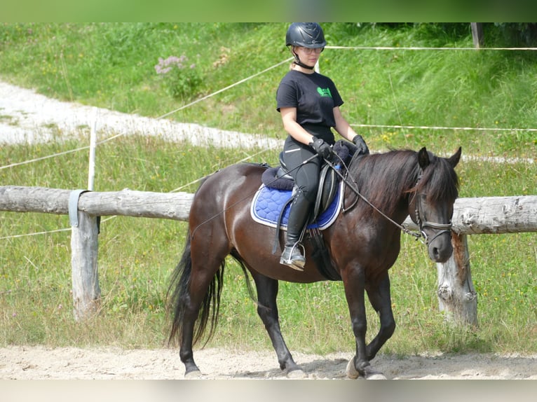 Huçul / Hucul / Huzul Giumenta 7 Anni 138 cm Morello in Ramsau