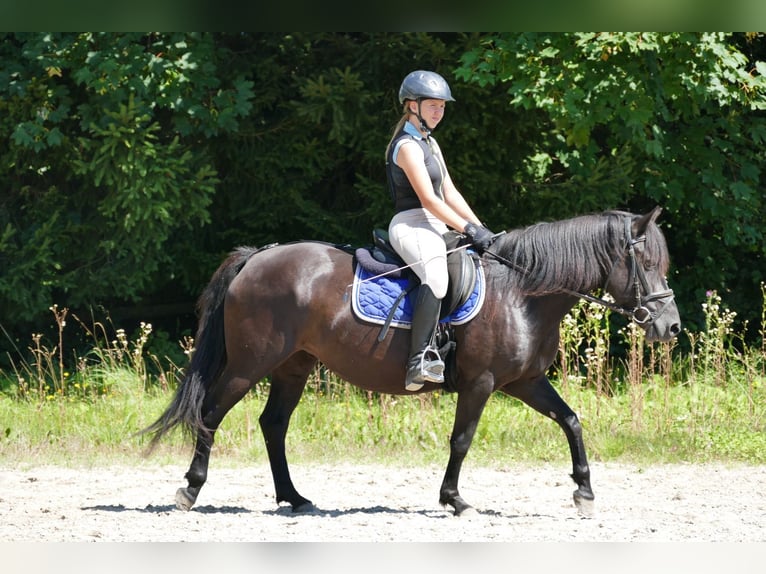 Huçul / Hucul / Huzul Giumenta 7 Anni 138 cm Morello in Ramsau