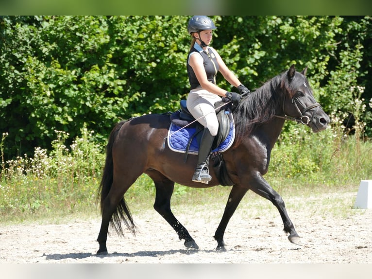 Huçul / Hucul / Huzul Giumenta 7 Anni 138 cm Morello in Ramsau