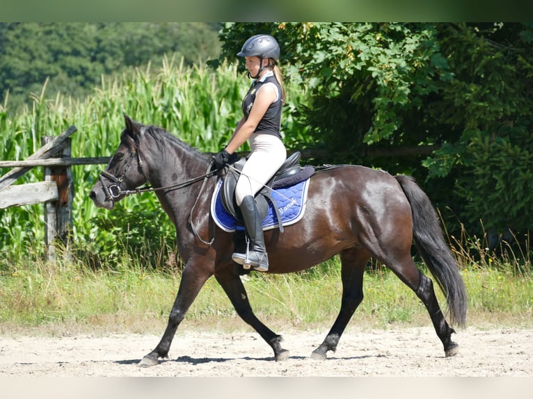 Huçul / Hucul / Huzul Giumenta 7 Anni 138 cm Morello in Ramsau