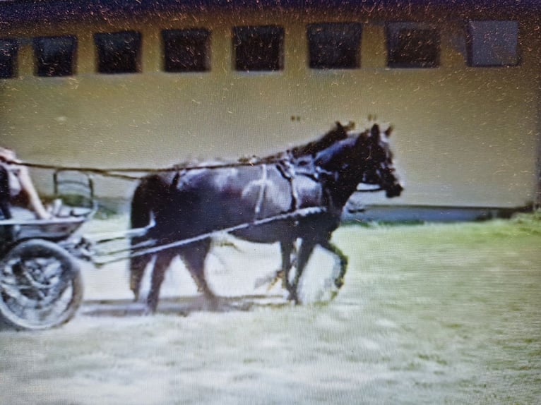 Huçul / Hucul / Huzul Giumenta 7 Anni 138 cm Morello in Ramsau