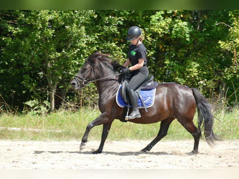 Huçul / Hucul / Huzul Giumenta 7 Anni 138 cm Morello in Ramsau