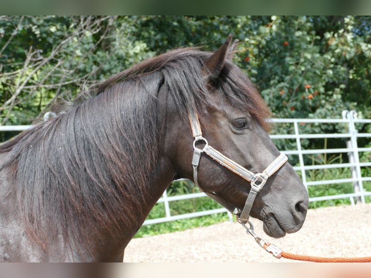 Huçul / Hucul / Huzul Giumenta 7 Anni 138 cm Morello in Ramsau