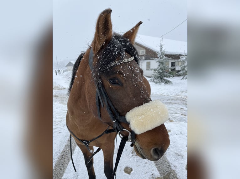 Huçul / Hucul / Huzul Giumenta 8 Anni 140 cm Baio ciliegia in Kager