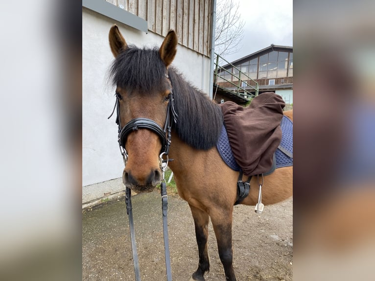 Huçul / Hucul / Huzul Giumenta 8 Anni 150 cm Baio in Ried im Innkreis