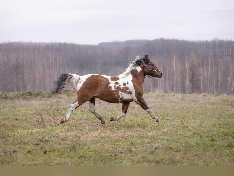 Huçul / Hucul / Huzul Giumenta 9 Anni 138 cm Tobiano-tutti i colori in Jodłówka