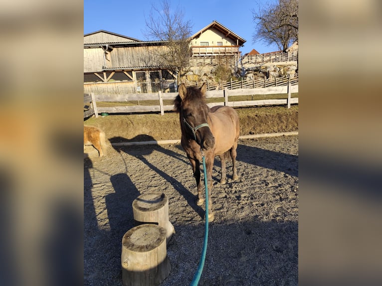 Huçul / Hucul / Huzul Stallone 1 Anno 145 cm Grullo in Weiz