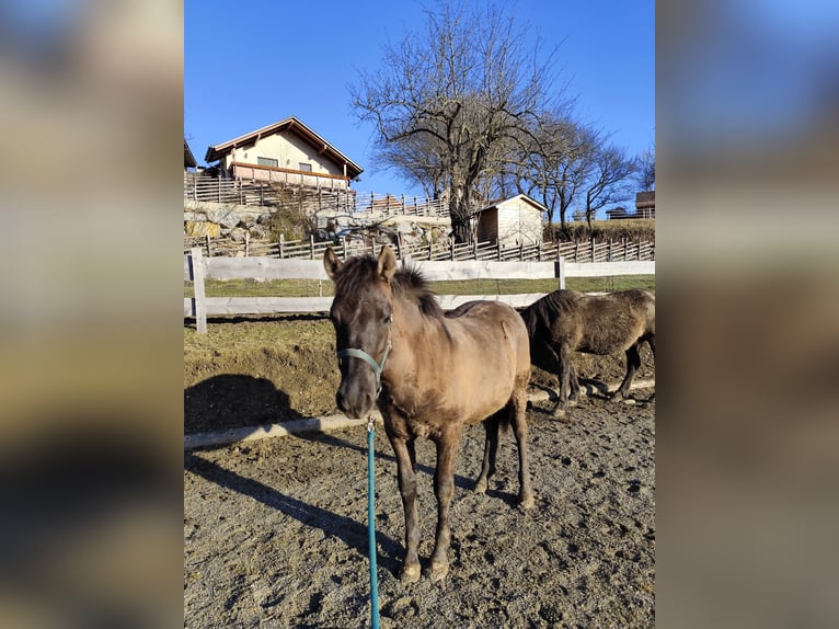 Huçul / Hucul / Huzul Stallone 1 Anno 145 cm Grullo in Weiz