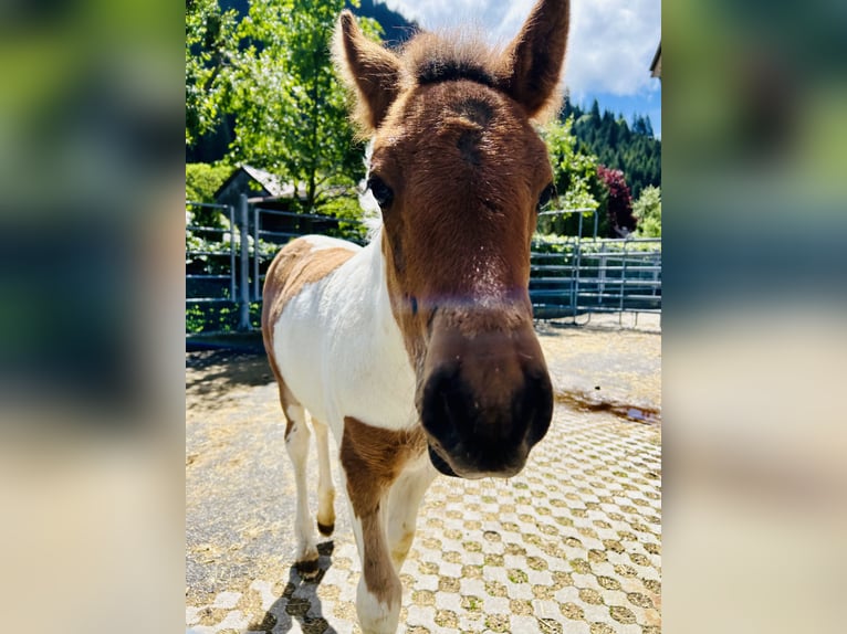 Huçul Croisé Étalon 1 Année 125 cm Pinto in Nesselwängle