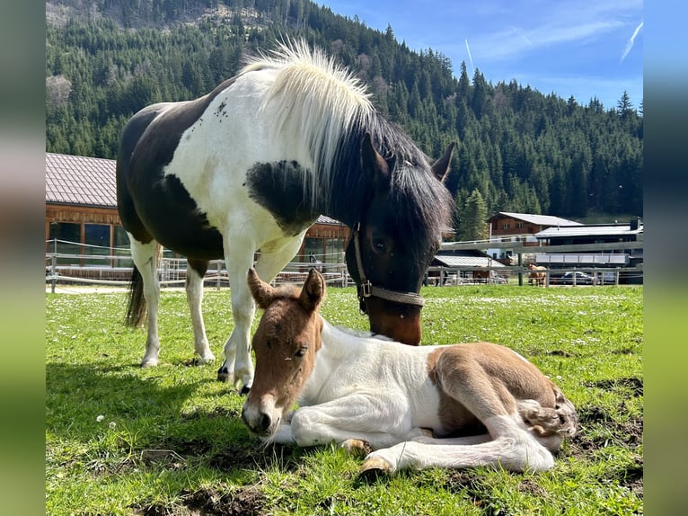 Huçul Croisé Étalon 1 Année 125 cm Pinto in Nesselwängle