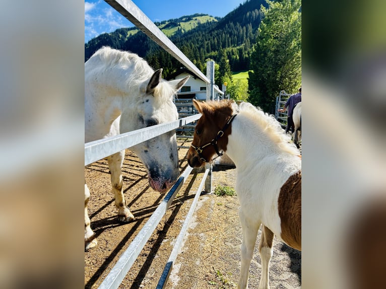 Huçul Croisé Étalon 1 Année 125 cm Pinto in Nesselwängle