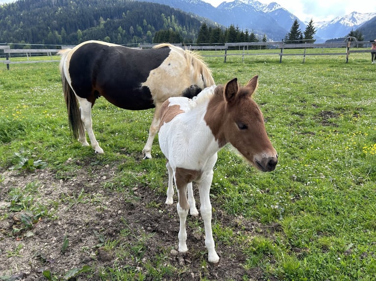 Huçul Croisé Étalon 1 Année 125 cm Pinto in Nesselwängle