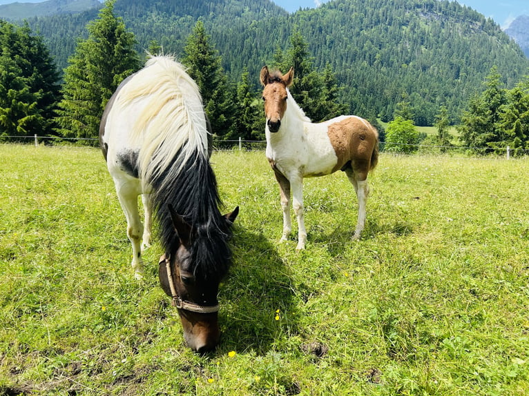 Huçul Croisé Étalon 1 Année 125 cm Pinto in Nesselwängle