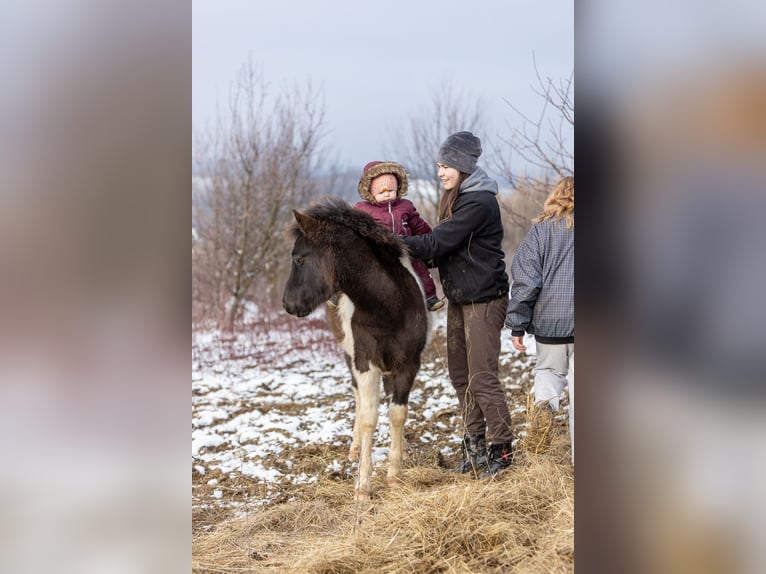 Huçul Étalon 1 Année 142 cm Tobiano-toutes couleurs in Pruchnik