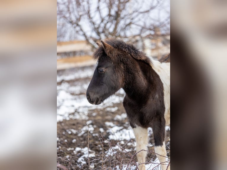 Huçul Étalon 1 Année 142 cm Tobiano-toutes couleurs in Pruchnik