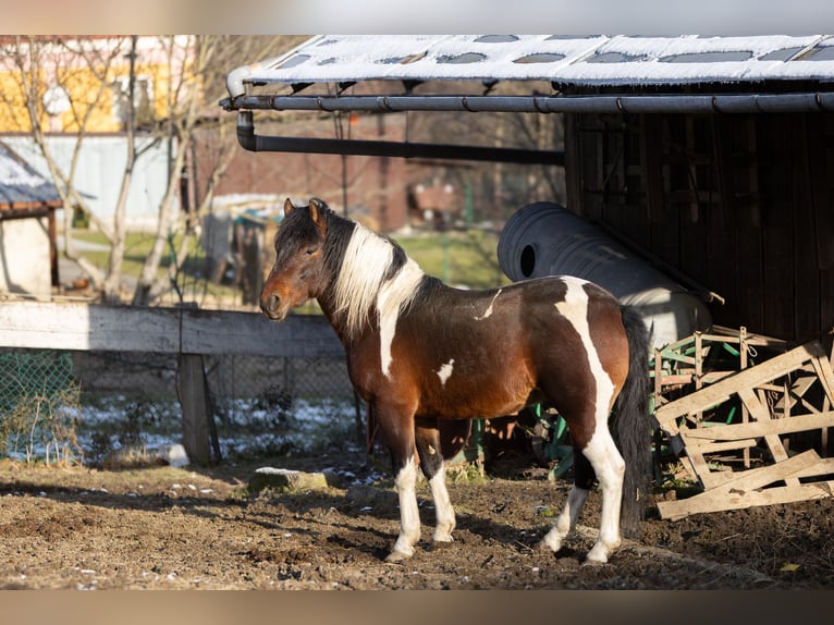 Huçul Étalon 1 Année 142 cm Tobiano-toutes couleurs in Pruchnik