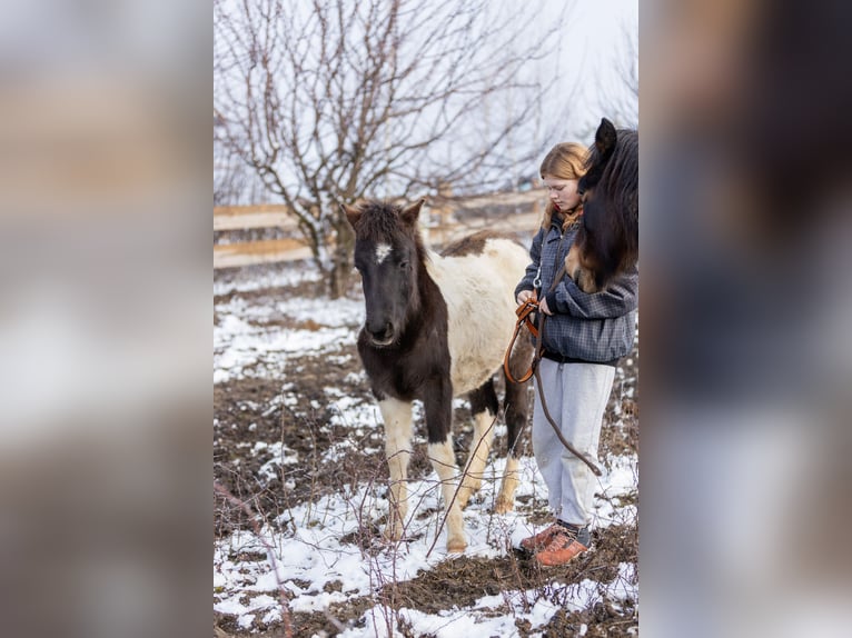 Huçul Étalon 1 Année 142 cm Tobiano-toutes couleurs in Pruchnik