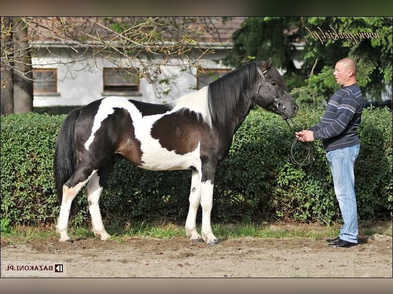 Huçul Étalon 1 Année 142 cm Tobiano-toutes couleurs in Pruchnik