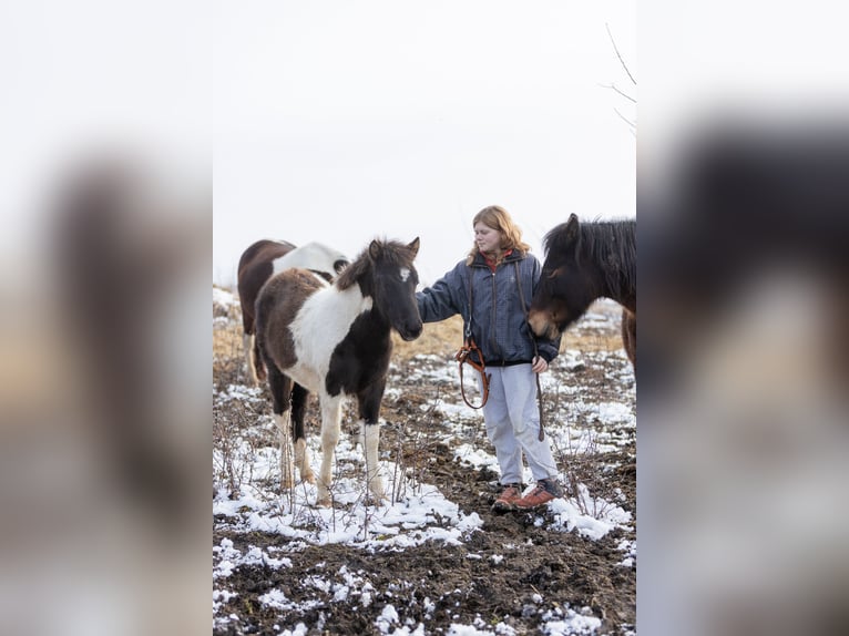 Huçul Étalon 1 Année 142 cm Tobiano-toutes couleurs in Pruchnik