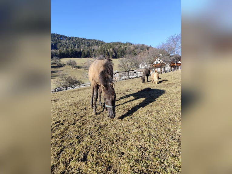 Huçul Étalon 1 Année 145 cm Grullo in Weiz