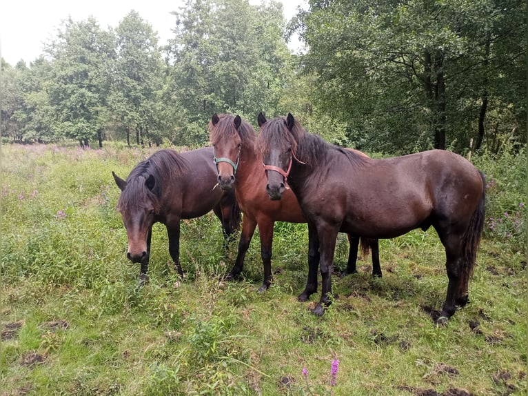 Huçul Étalon 1 Année in Kolbuszowa