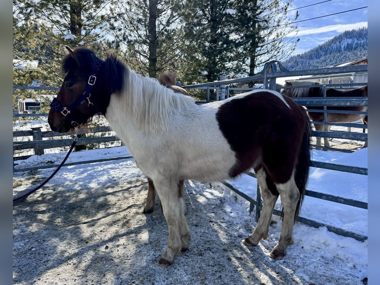 Huçul Croisé Étalon 2 Ans 134 cm Pinto in Nesselwängle