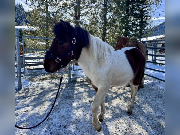 Huçul Croisé Étalon 2 Ans 134 cm Pinto in Nesselwängle