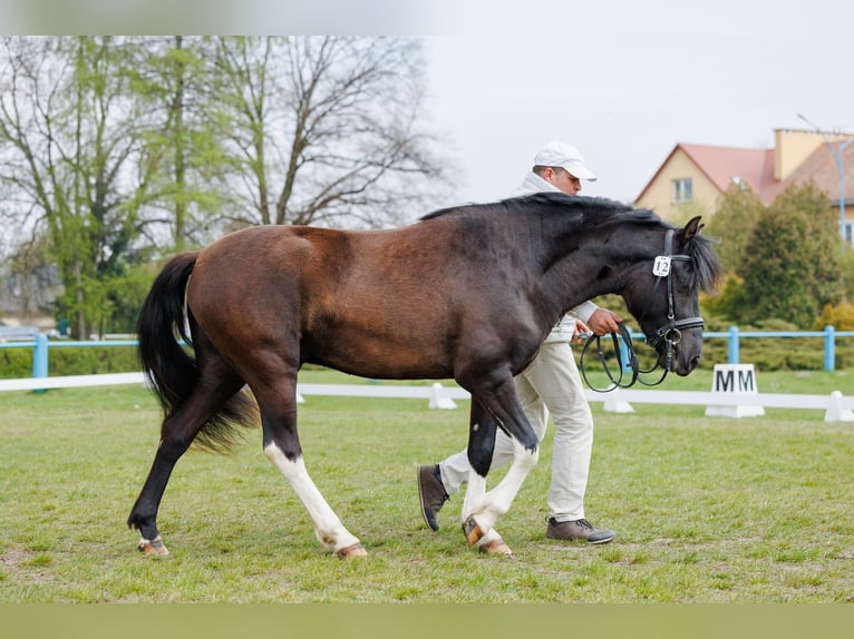 Huçul Étalon 3 Ans 145 cm Tobiano-toutes couleurs in Jodłówka