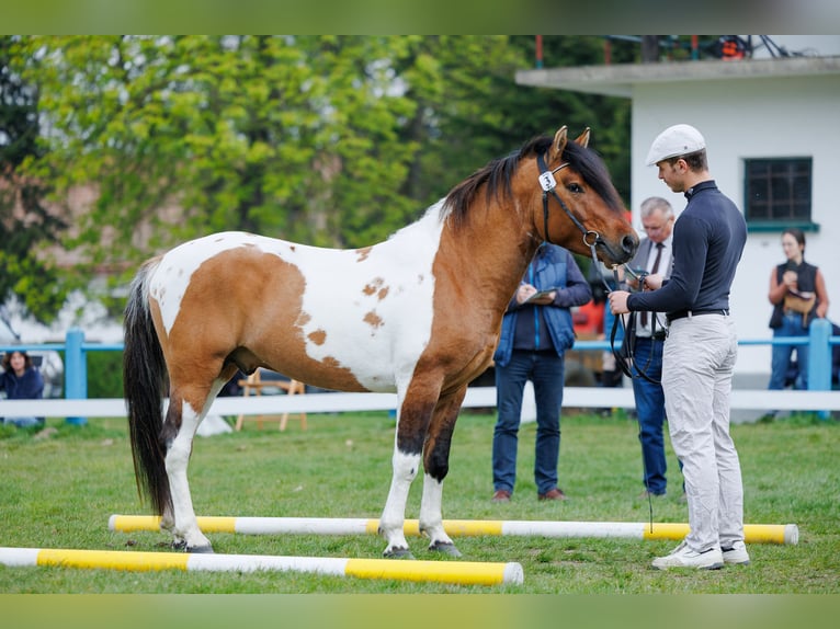 Huçul Étalon 4 Ans 141 cm Pinto in Młodzianów