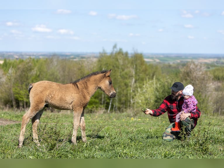 Huçul Étalon Poulain (03/2025) 140 cm Bai brun in Jod&#x142;&#xF3;wka