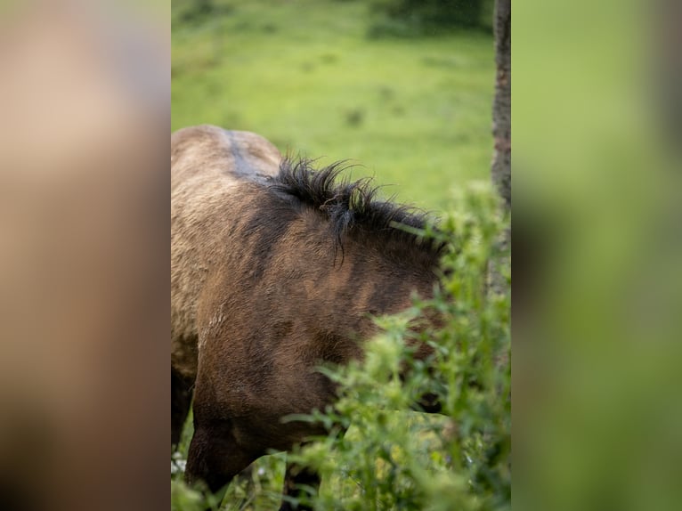 Huçul Étalon  140 cm Bai brun in Jod&#x142;&#xF3;wka