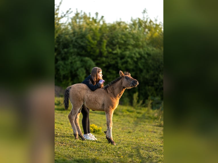 Huçul Étalon Poulain (03/2025) 140 cm Bai brun in Jod&#x142;&#xF3;wka
