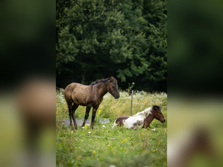 Huçul Étalon  140 cm Bai brun in Jod&#x142;&#xF3;wka