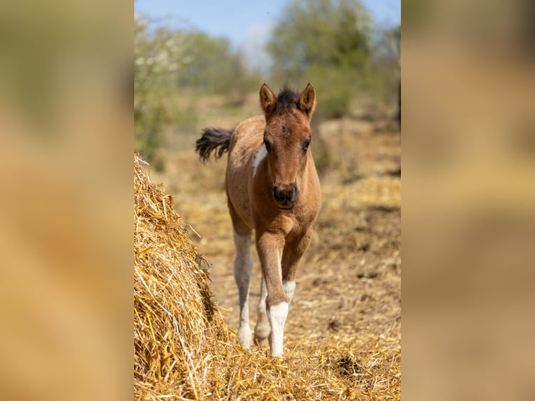 Huçul Étalon Poulain (02/2026) 145 cm Tobiano-toutes couleurs in Przemyśl