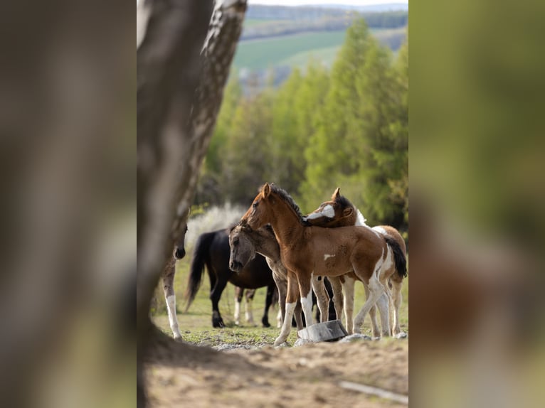 Huçul Étalon Poulain (02/2026) 145 cm Tobiano-toutes couleurs in Przemyśl