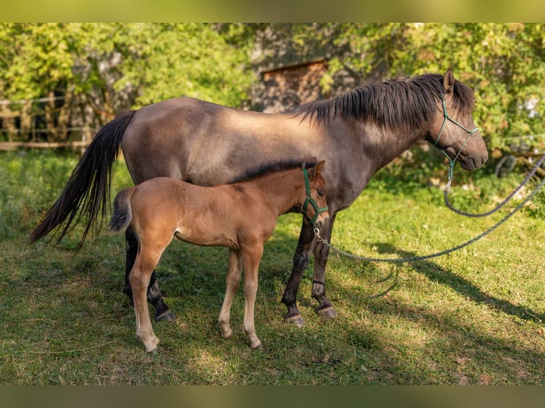 Huçul Étalon Poulain (06/2024) Bai cerise in Bakonybél