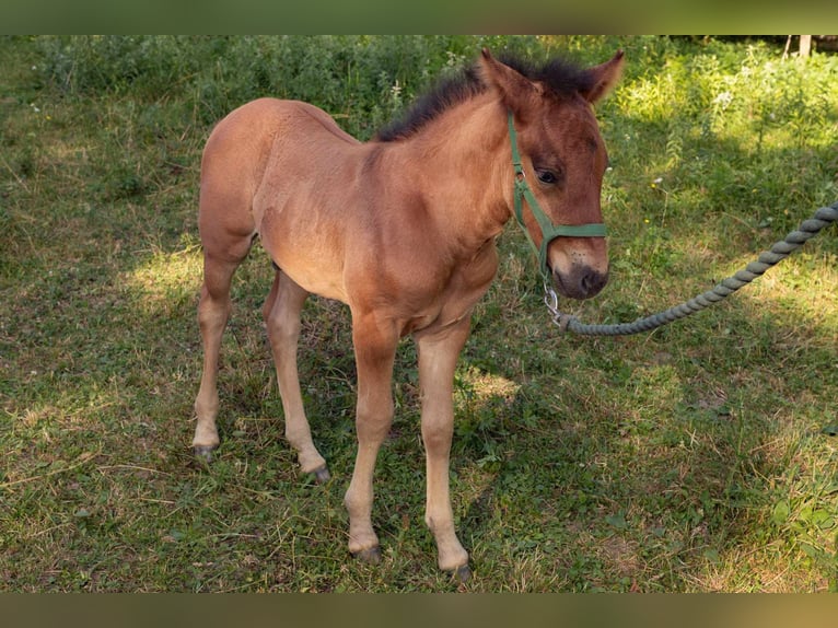 Huçul Étalon Poulain (06/2024) Bai cerise in Bakonybél