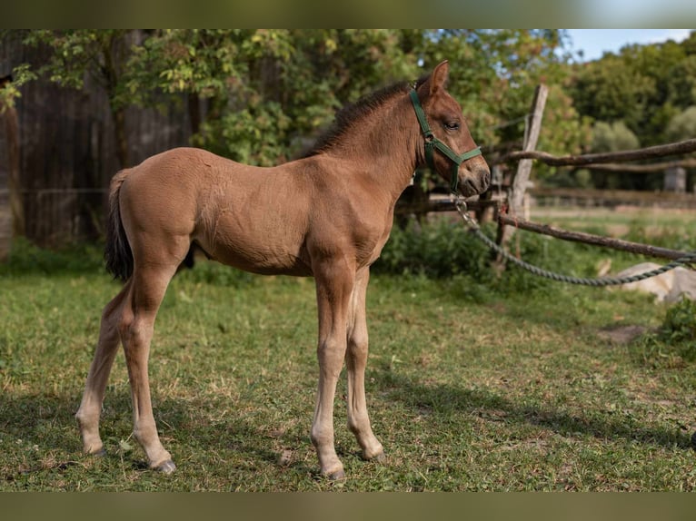 Huçul Étalon Poulain (06/2024) Bai cerise in Bakonybél