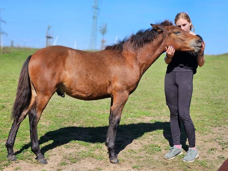 Huçul Étalon Poulain (03/2024) Bai in Passau