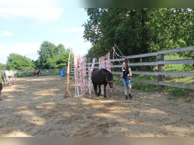 Hucul Gelding 10 years 13,2 hh Black in Lubin