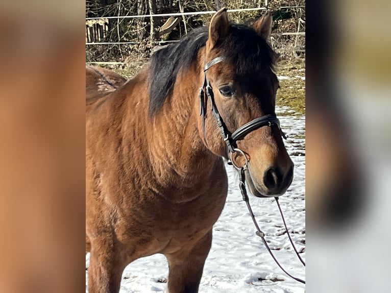 Hucul Gelding 10 years 14,1 hh Brown in Ursensollen