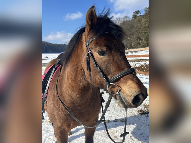 Hucul Gelding 10 years 14,1 hh Brown in Ursensollen